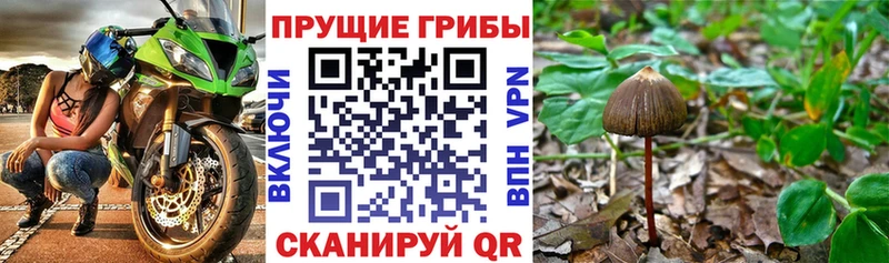 Купить  Сысерть  Псилоцибиновые грибы мухоморы 
